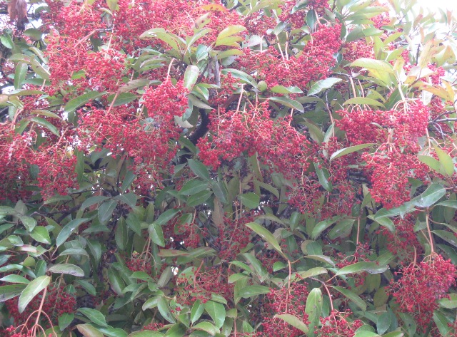 f0088569_1331446.jpg
