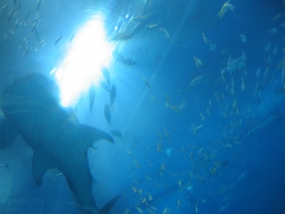 d0004214_237671.jpg