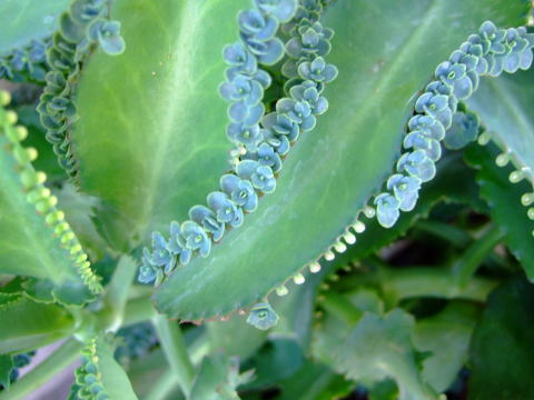 f0147025_8594027.jpg
