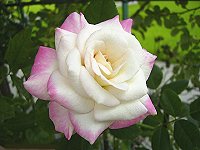 f0063931_8515291.jpg