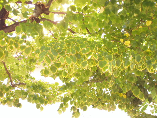 f0118968_2251396.jpg