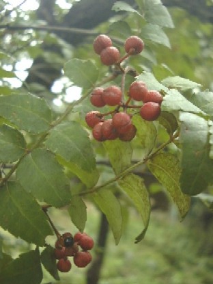 f0039281_2331587.jpg