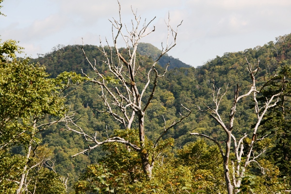 d0082288_20252569.jpg