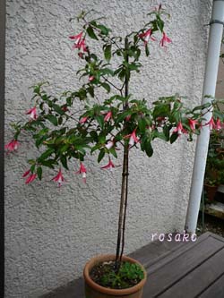 f0059818_10191773.jpg