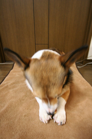 e0071225_1474337.jpg