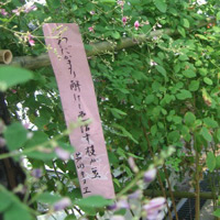 d0033734_11113456.jpg