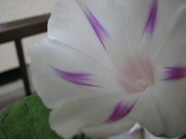 f0099535_7421745.jpg