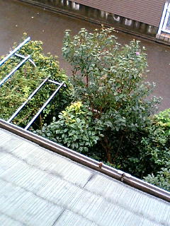 f0104038_0425235.jpg
