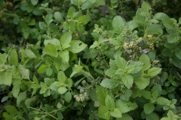 e0104941_1033040.jpg