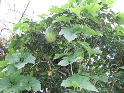 10月2日冬瓜