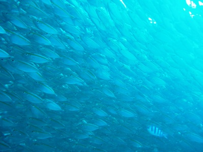 e0027447_2043716.jpg