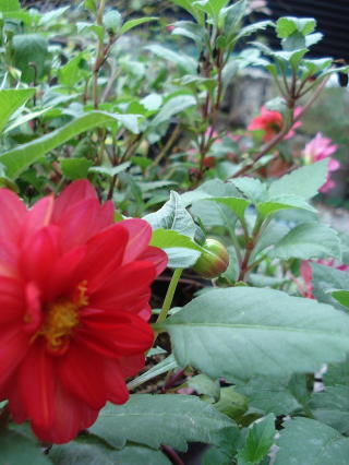 f0041850_1758539.jpg