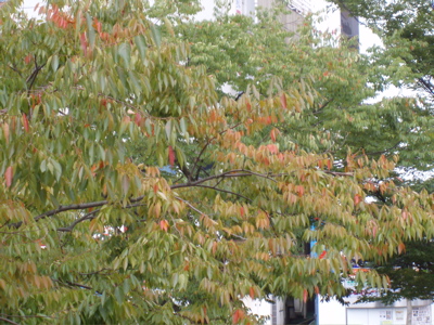 f0130894_21525879.jpg