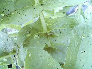 f0127408_21403046.jpg