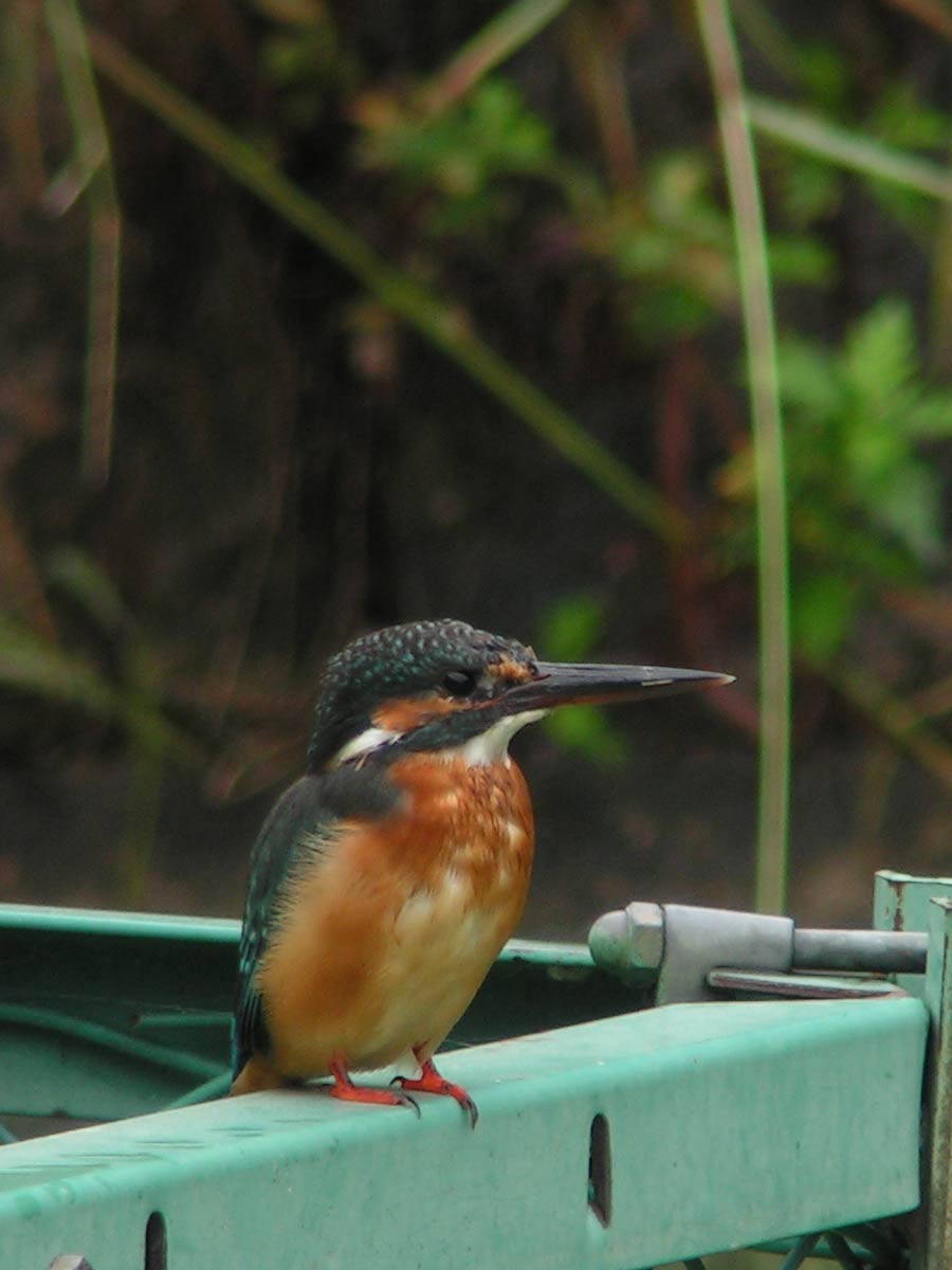 c0001613_22364994.jpg