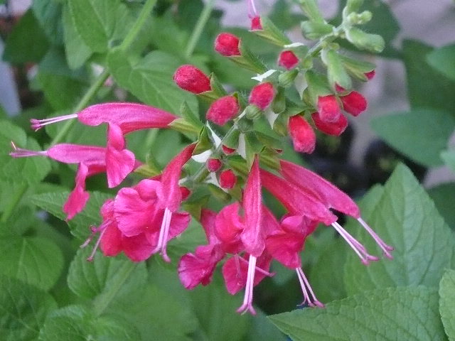 e0026017_1144592.jpg
