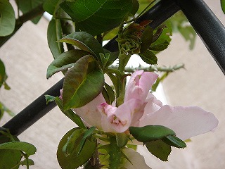 f0054421_0345249.jpg