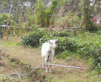f0036223_1404449.jpg