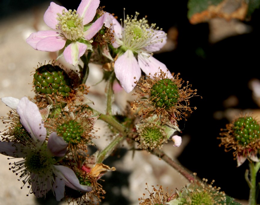e0107030_96039.jpg