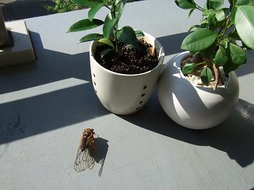 f0149057_035914.jpg