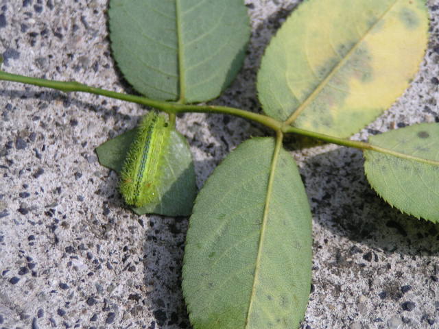 f0074659_2122530.jpg