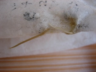 e0096862_1110146.jpg