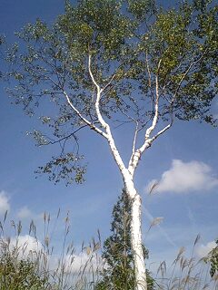 f0050468_13411520.jpg