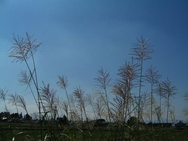 e0066883_11463079.jpg