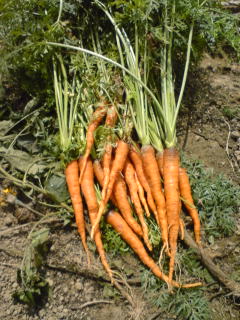 f0070493_014366.jpg
