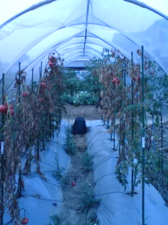 f0070493_01532.jpg