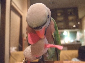 c0133013_103437.jpg