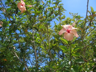 d0004214_2047825.jpg