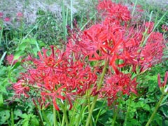 e0083820_17442322.jpg