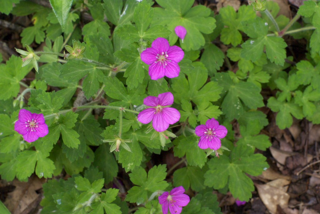 d0053930_6483557.jpg