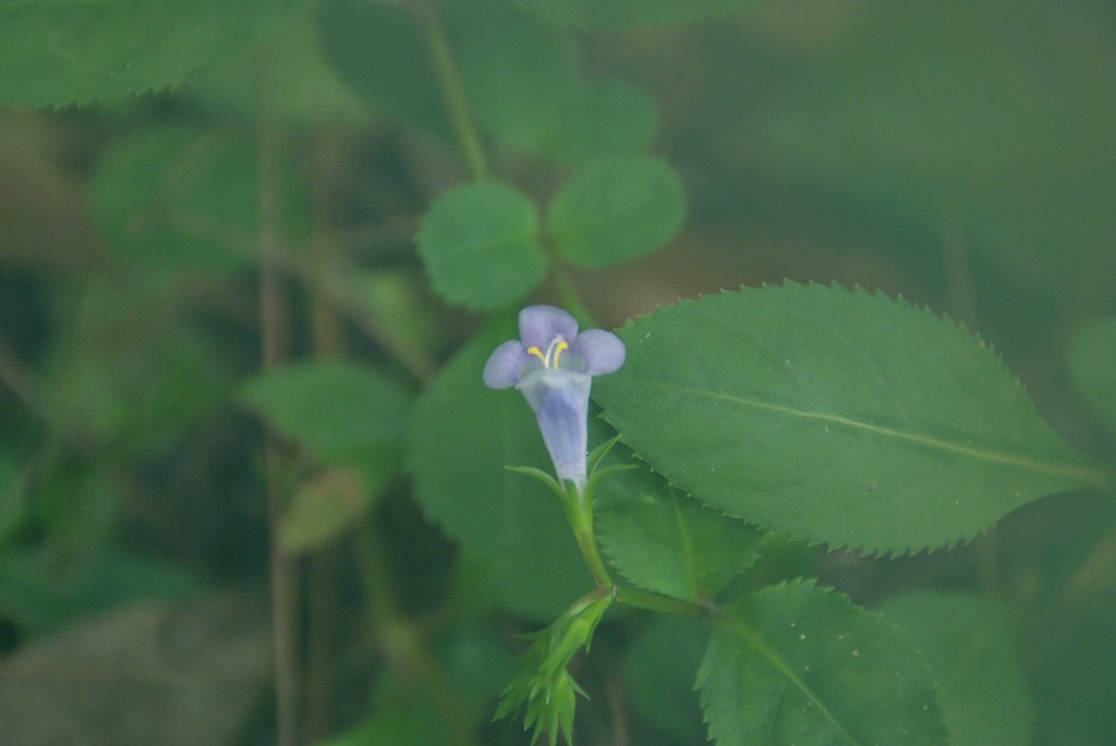 d0053930_6504177.jpg