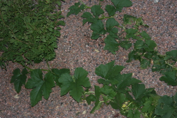 e0104941_3212117.jpg