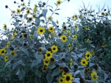 c0122445_10214311.jpg
