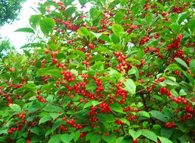e0097770_20363455.jpg