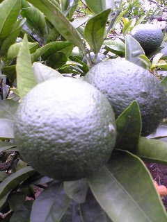 f0011875_20404572.jpg