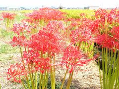 b0042882_2347137.jpg
