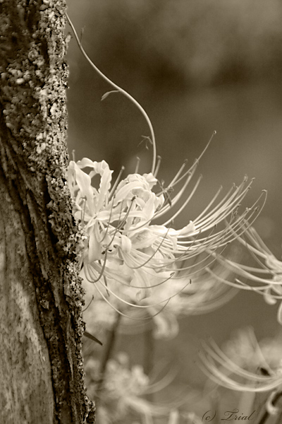 c0059485_20241421.jpg