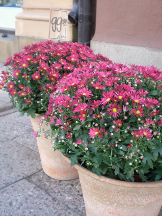 c0092751_1647480.jpg