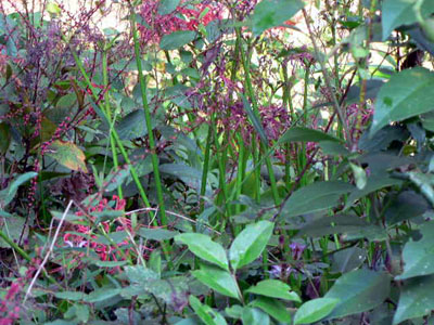 f0086169_22214412.jpg