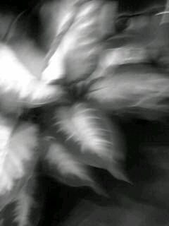 f0100480_2024677.jpg