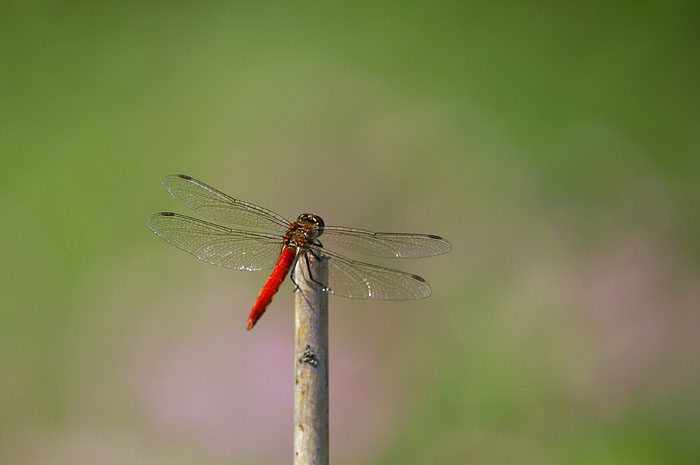 d0089024_14294049.jpg