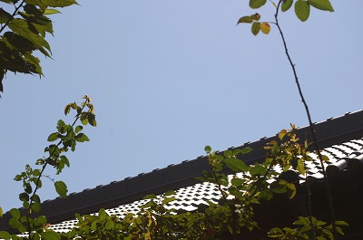 b0120159_17142915.jpg
