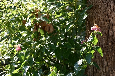 b0120159_17171150.jpg
