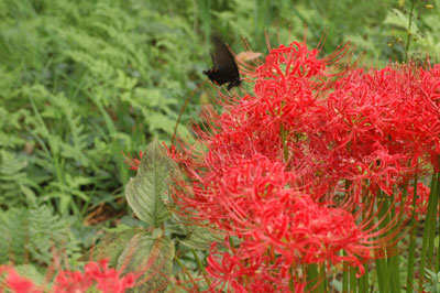 c0050264_0575919.jpg