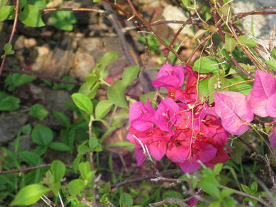 a0002177_172443100.jpg