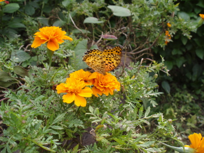 f0130894_21174529.jpg